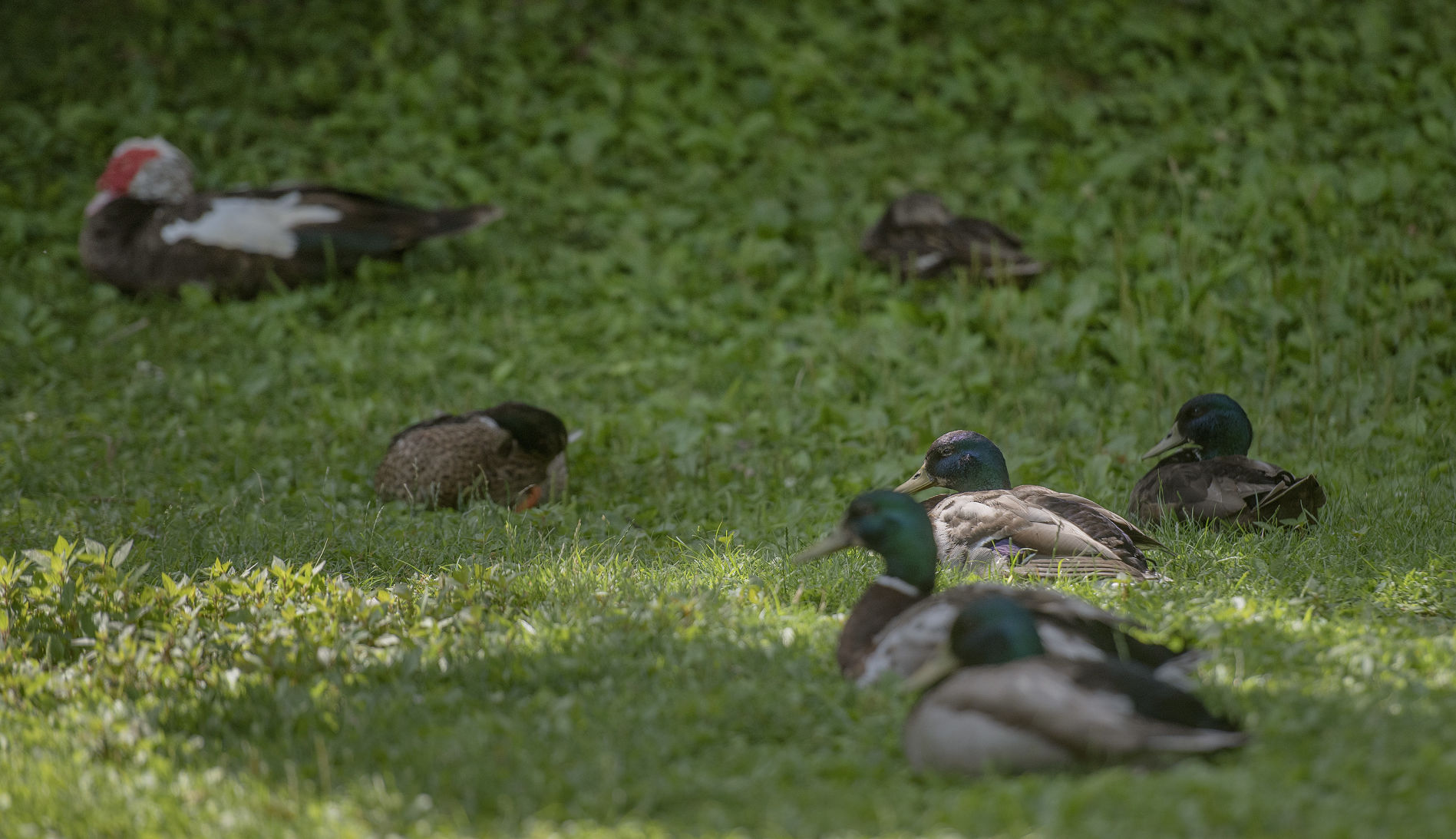 BVA Ducks 02
